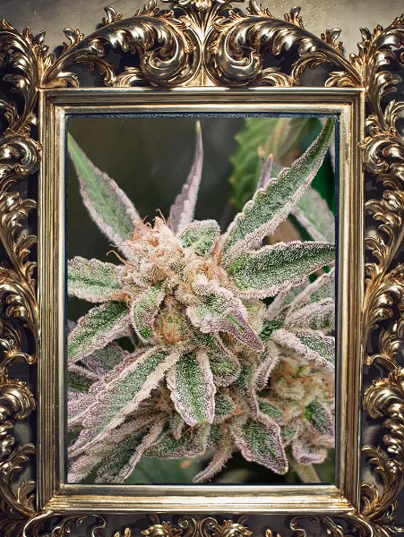 Grapestomper Rooted Clone