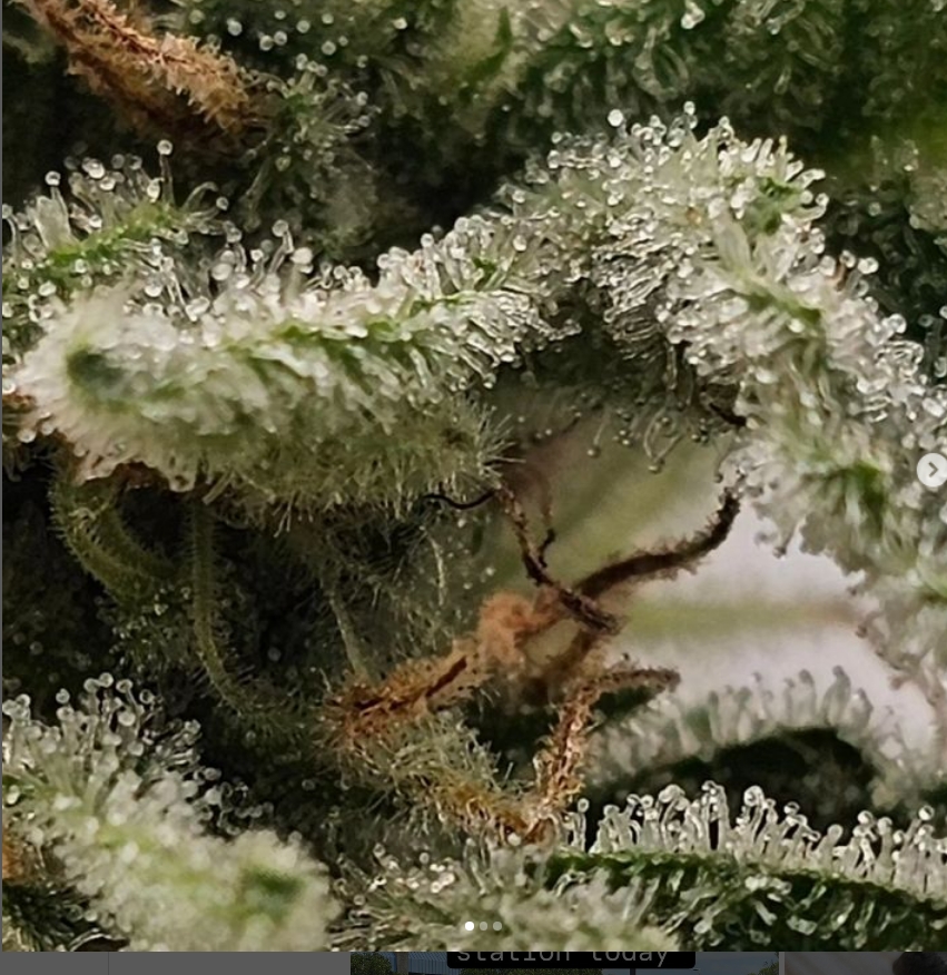 Grapestomper  BX - Image 2