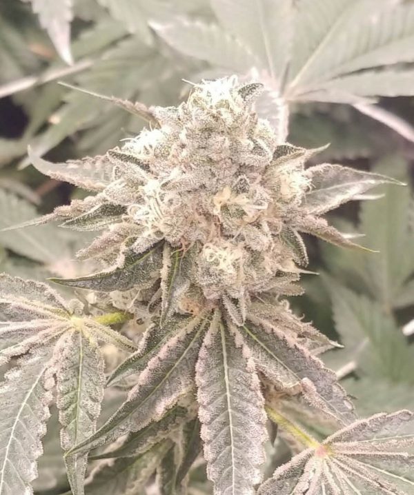 Wedding Cake Clone