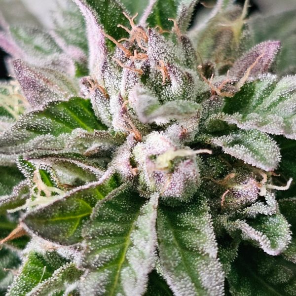 Bubba Kush (Matt Berger Cut)  Rooted Clone