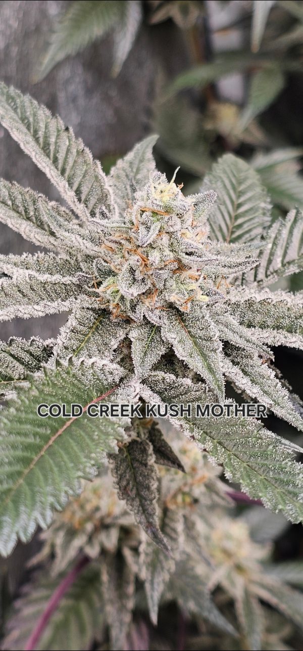 Cold Creek Kush x 1994 Super Skunk