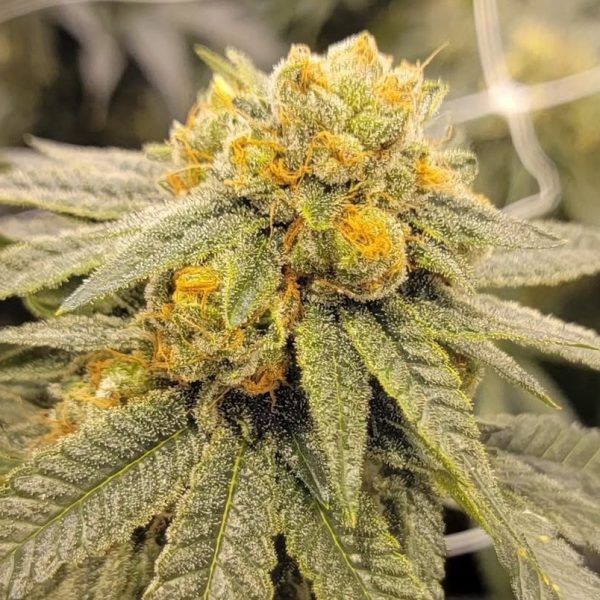 Mass Super Skunk s1 x 1994 Super Skunk