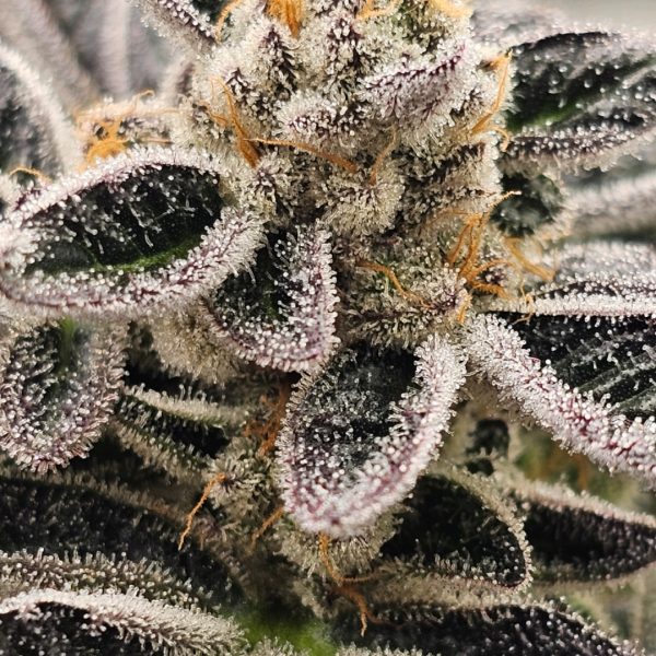 Dosidos (Norcal Icmag) Rooted Clone