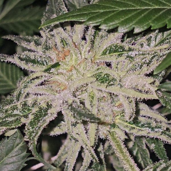 Ohio Dumpster Rooted Clone