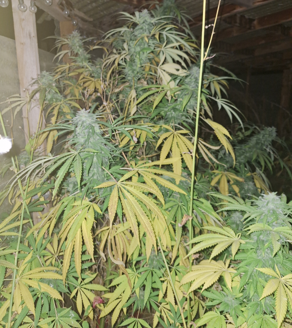 Blue Moon Rocks F2 x White Widow/Afghan