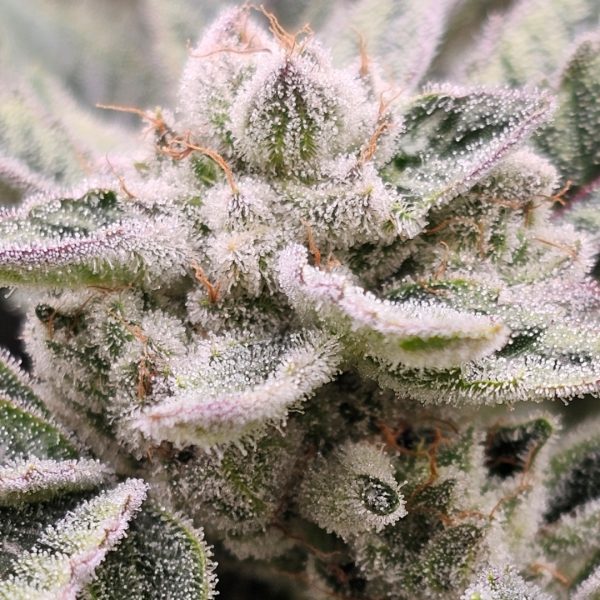 Alien OG Rooted Clone