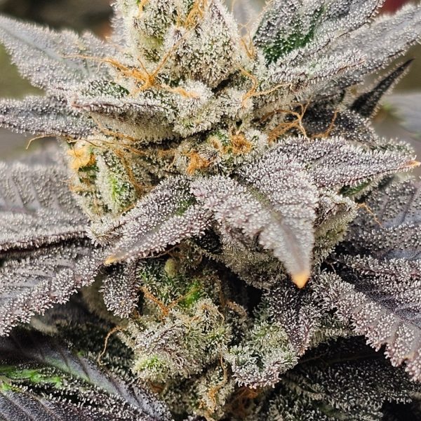 C99 x 1994 Super Skunk #12 Rooted Clone