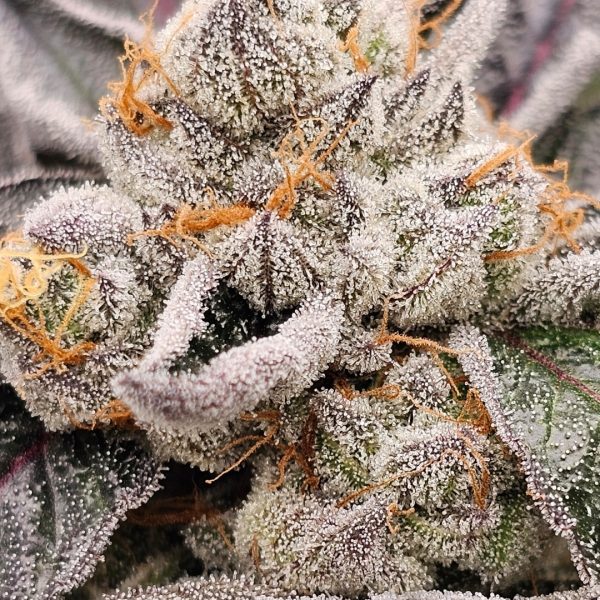 Socal Master Kush Rooted Clone