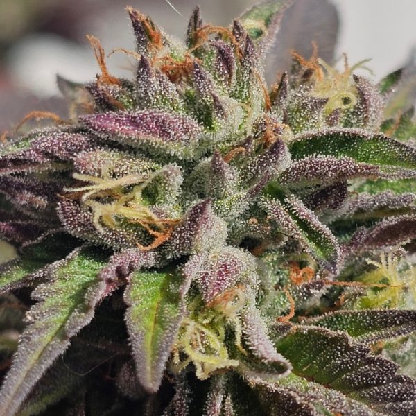 Zero Dark 30 (5:1 CBD) Rooted Clone