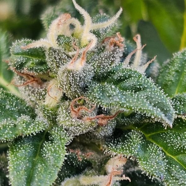 Black African Magic Rooted Clone