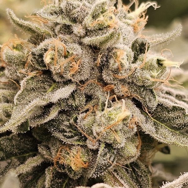 Fire OG Rooted Clone