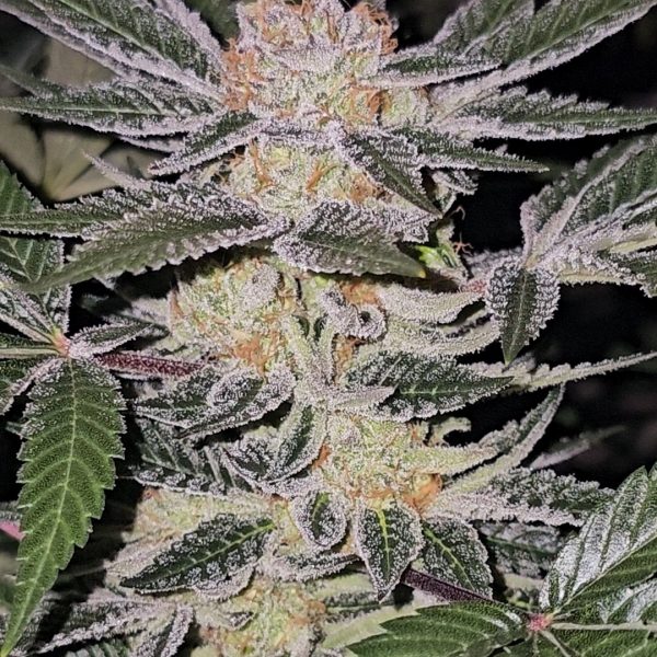 Agent Orange Rooted Clone