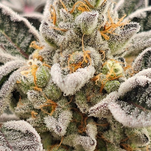 Dosidos 18 Rooted Clone