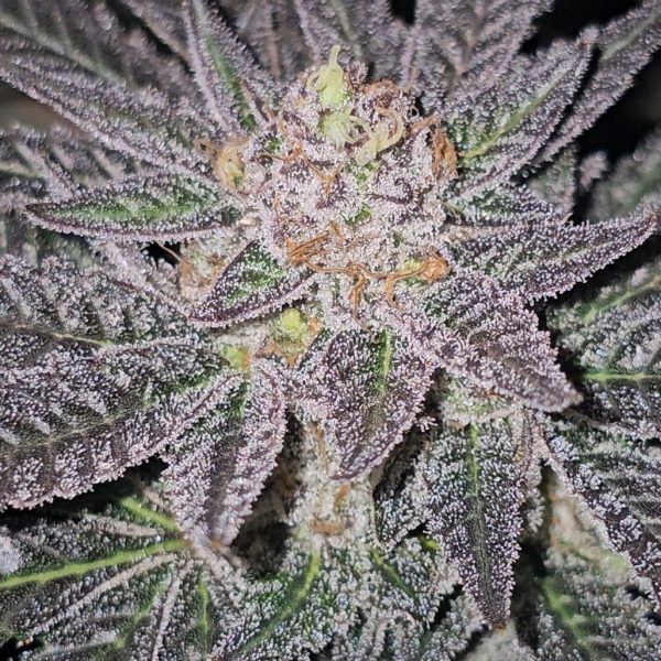 Uncle Fester's Skunk 18 Rooted Clone